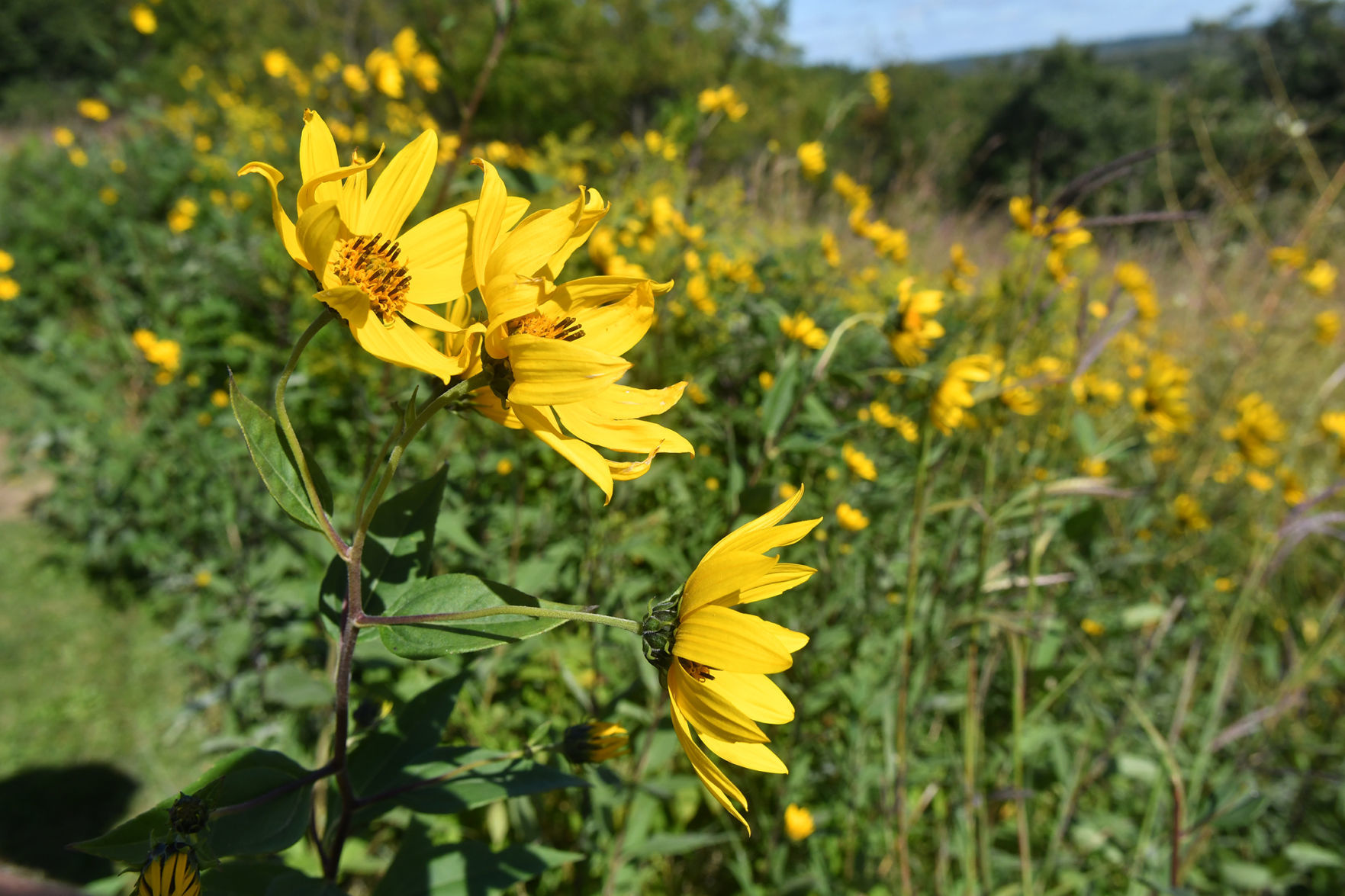 Davenport Fairmount Cemetery prairie